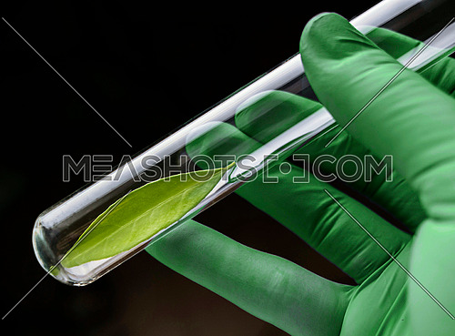 Scientist holds a test tube with a green leaf inside, conceptual image