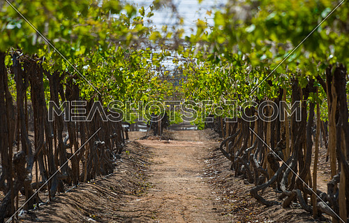 an empty vines farm