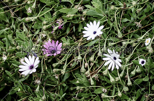 A white and purple Daisies among green leafs