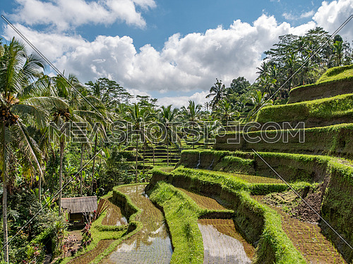 BALI,INDONESIA ,6 AUGUST 2018: Beautiful rice terraces in the morning light near Tegallalang village