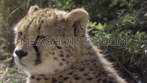 View of a cheetah sitting in the sun