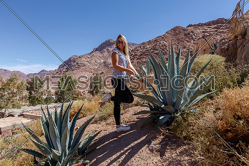 Long shot for female tourist standing cactus tree in  Sinai Mountain for wadi Freij at day.