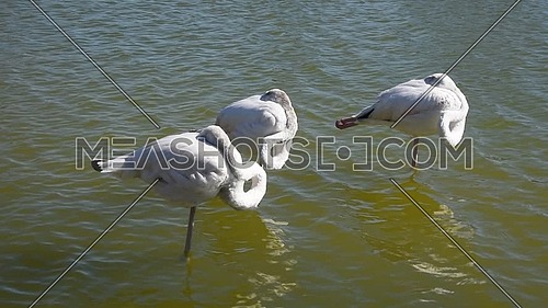 Close up group of three white flamingos standing in rippled water and sleeping hiding heads, high angle view