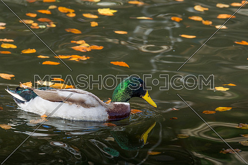 Mallard Ducks. Close-up of a Mallard Duck (Anatidae) at the lake.Animals in the wild