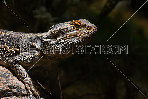 Close up profile portrait of Australian Central (or inland) bearded dragon (Pogona vitticeps), agamid lizard, low angle, side view