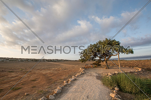 Lonely tree near Agia Napa, Cyprus
