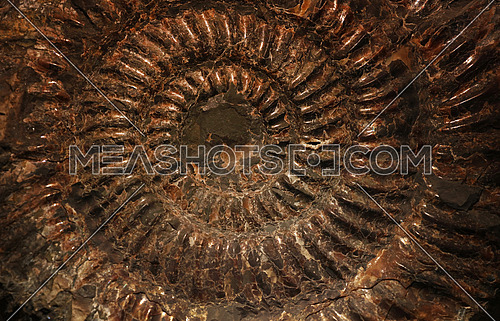 Close up petrified extinct prehistoric ammonite fossil spiral shell remains background