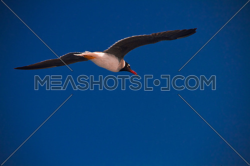 Seagull flying over the red sea in Egypt