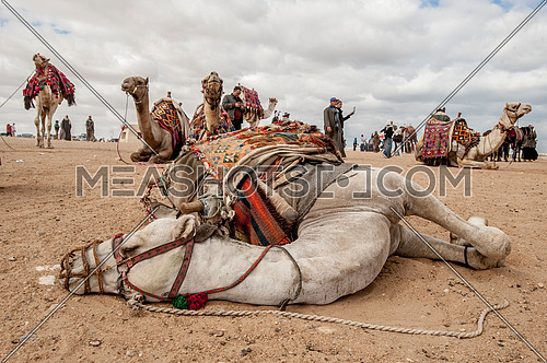 a camel resting on the ground