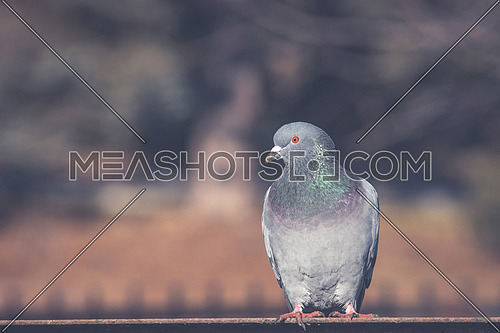 Close-up portrait of beautiful big grey and white grown pigeon with orange eye perching on the edge of brown metal  roof