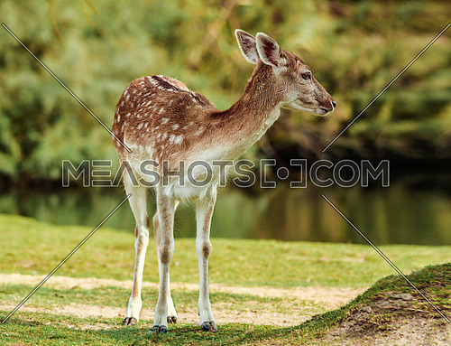 a deer by a lake / pond