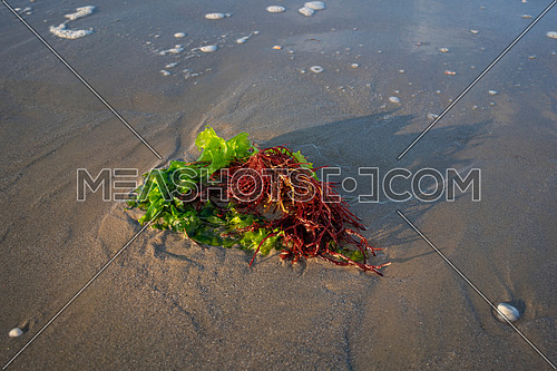 Green and red seaweed have been thrown onto the beach by the waves.The death of the algae is an ecological problem, Adriatic Sea, Lido Adriano, Italy