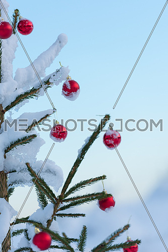christmas red balls  on pine tree covered with fresh snow on beautful winter day sunset