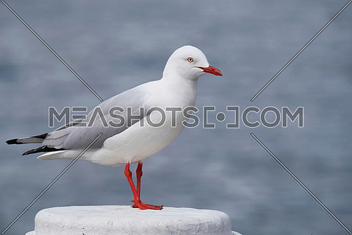 The Silver Gull (Chroicocephalus novaehollandiae) is the most common gull seen in Australia. It has been found throughout the continent but particularly at or near coastal areas.
