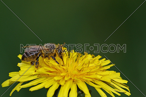 Honey bee going through a yellow dandelion flower
