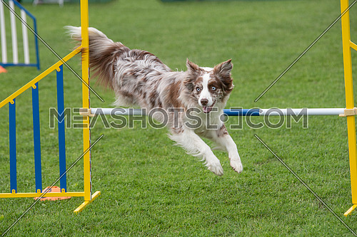 Border Collie dog jumping over obstacle on agility competition. Selective focus