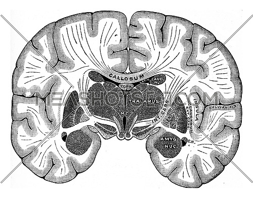 Vertical section of brain, vintage engraved illustration.