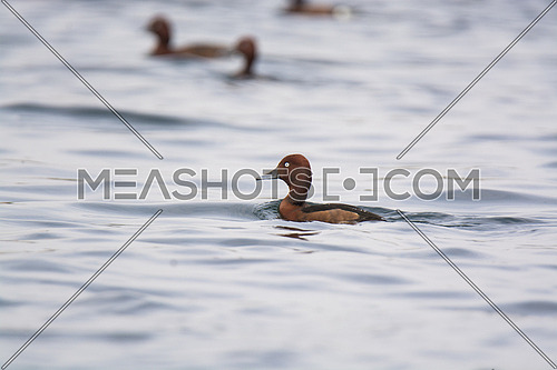 ferruginous Duck in the water