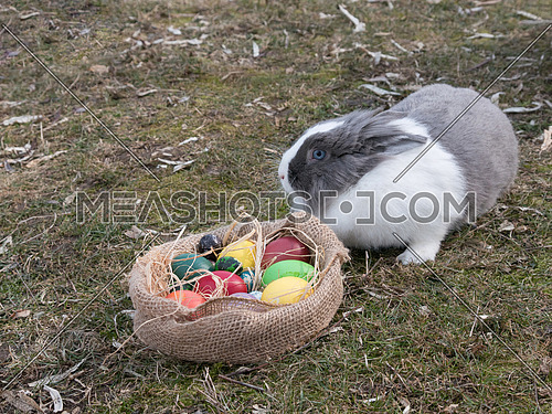 Happy Easter. Closeup image of a cute dutch bunny