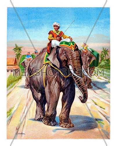 Animals, wild and domestic, Elephant, vintage engraved illustration.