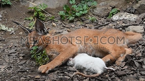 Close up view of one cute baby caracal kitten playing with food, dead white rat, imitating hunting and chasing prey
