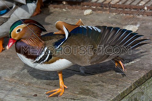Close up male mandarin duck (Aix galericulata) on wooden board
