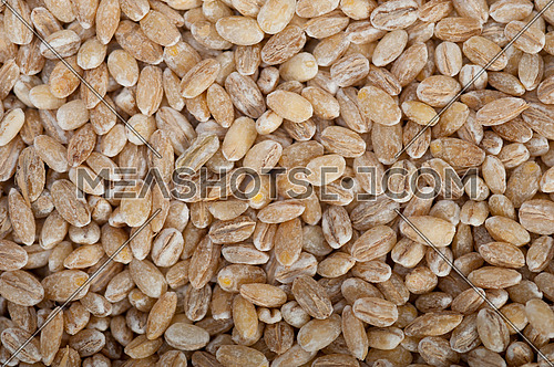 organic wheat grains  over rustic wood table macro closeup