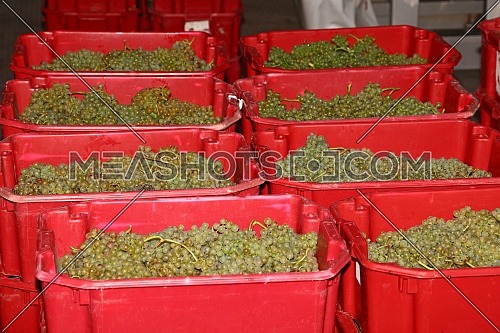 Crop of ripe bunches of white grape in red plastic boxes at winery factory warehouse or wine making workshop