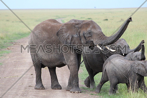 Elephant Famiy