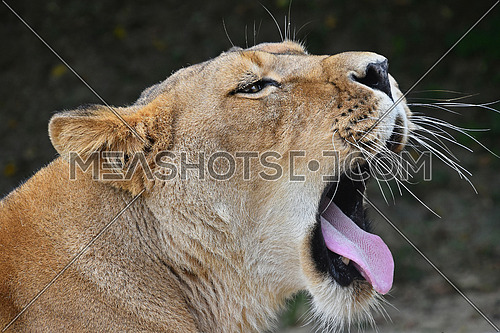 Close up side profile portrait of beautiful mature female African lioness yawn over dark background, low angle view