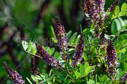 Amorpha fruticosa or desert false indigo false indigo-bush and bastard indigobush purple flowers close-up. Honey and medicinal plants in Europe.