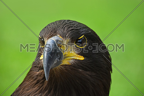Close up front portrait of one Golden eagle (Aquila chrysaetos) looking at camera over green background, low angle view