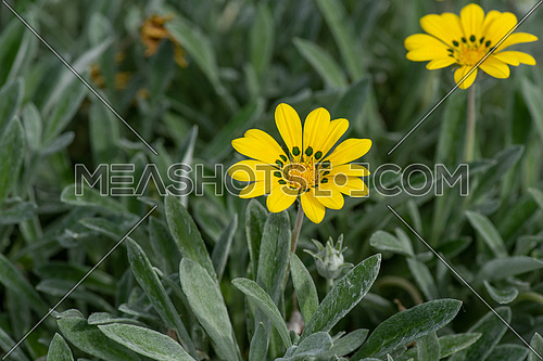 Yellow Flowering Gazania Delosperma with buds (also known as treasure flower)