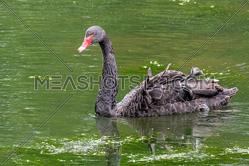 Gorgeous black swan with a red beak swimming in a pond