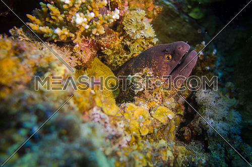 underwater shot for an eel in the red sea Egypt