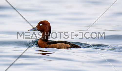 ferruginous Duck swimming in calm water