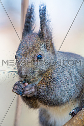 Close up of a squirrel on a perch facing the camera while eating sunflower seeds