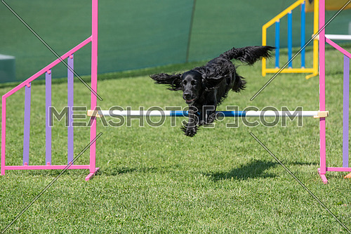 Purebred Cocker Spaniel dog jumping over obstacle on agility competition.