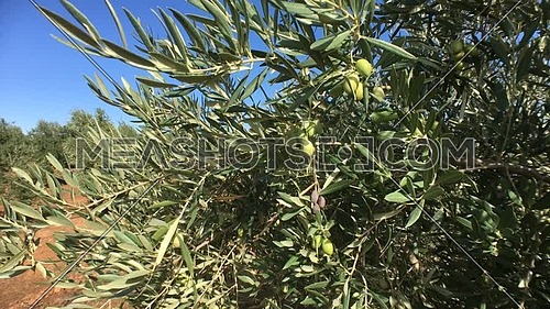 Field of Olive trees near Jaen, soft camera movement in 4k