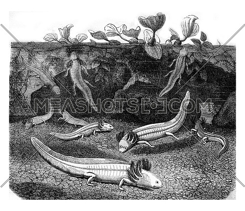 Albino Axolotl or Mexican salamander or Mexican walking fish, vintage engraved illustration. Magasin Pittoresque 1878.