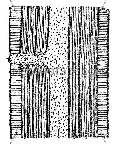 Schematic longitudinal section showing a dormant bud, vintage engraved illustration.