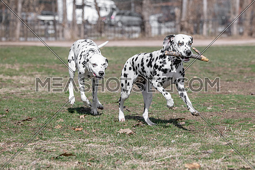 Two young beautiful Dalmatian dogs running. Selective focus