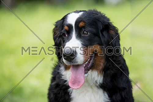 A young beautiful Bernese mountain dog standing on the lawn while sticking its tongue out and looking happy and playful