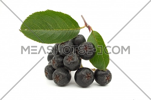 Aronia melanocarpa, called the black chokeberry isolated on white background