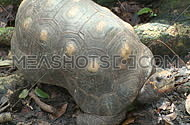 Red-footed tortoise (2 of 2)