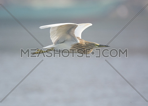 Squacco Heron bird flying