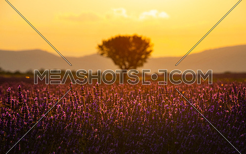 Purple blooming lavender field of Provence, France, at sunset with beautiful scenic sky and tree on horizon