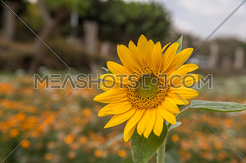 Sunflower at the beginning of spring