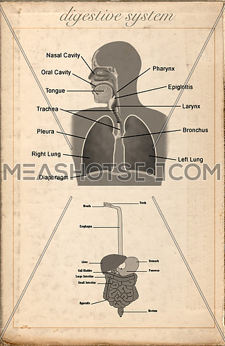 Old sheet vintage of the digestive system