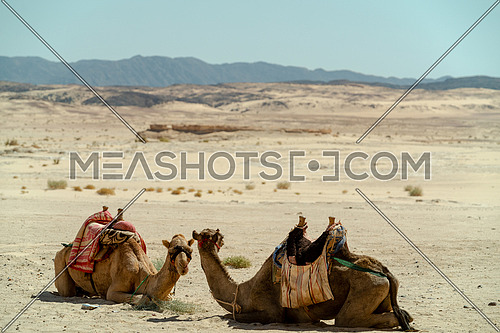 Two Camels with traditional saddles sitting in the desert at day - Sinai